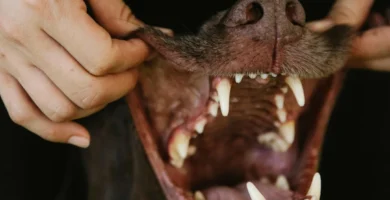 Como cuidar los dientes de mi perro