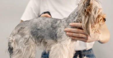 Caída del pelo en mi perro