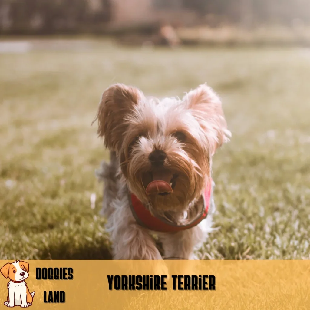 Yorkshire Terrier