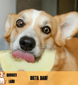 Es buena la dieta Barf para perros