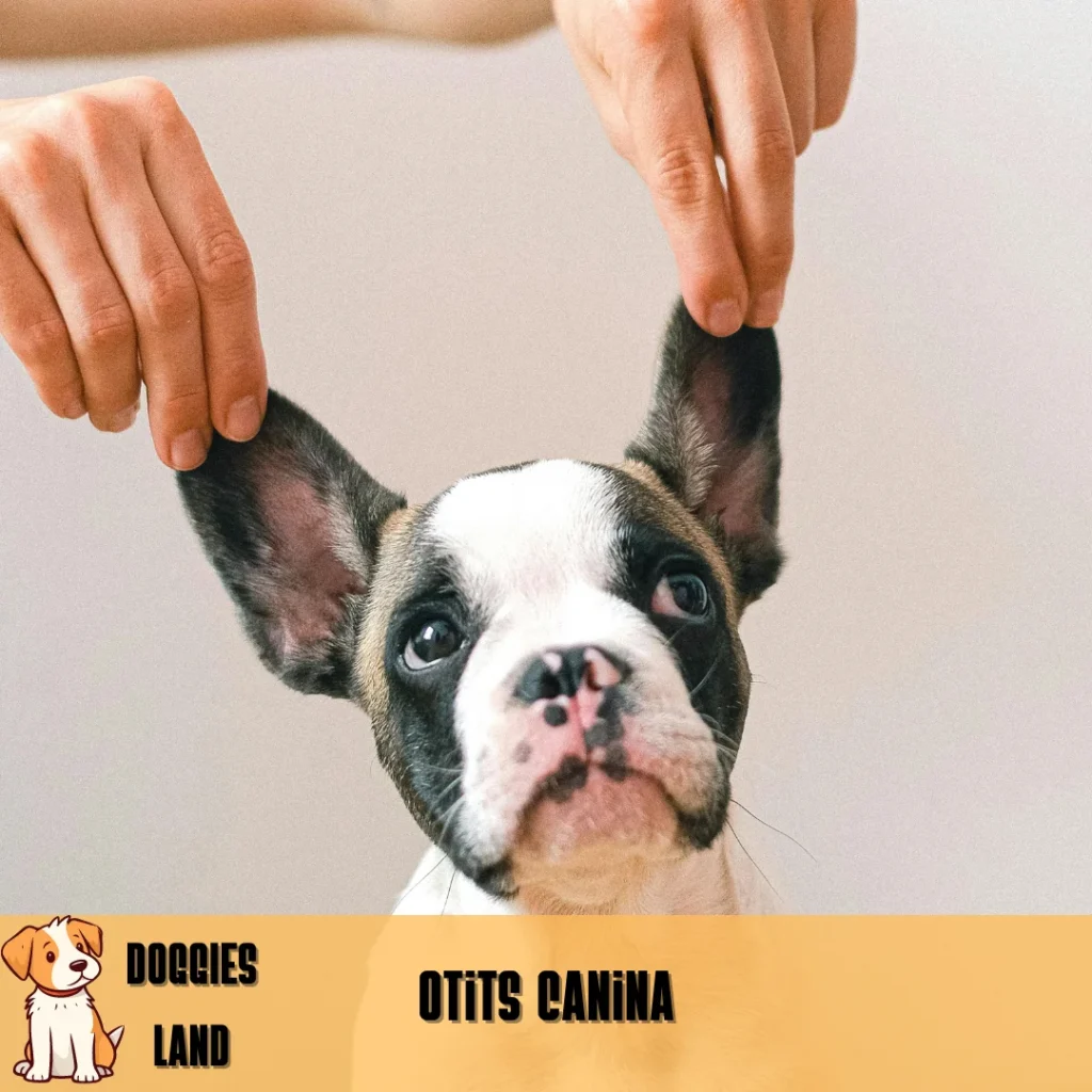 Remedio casero para la otitis canina