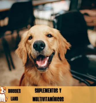 Los mejores multivitamínicos y suplementos para mi perro