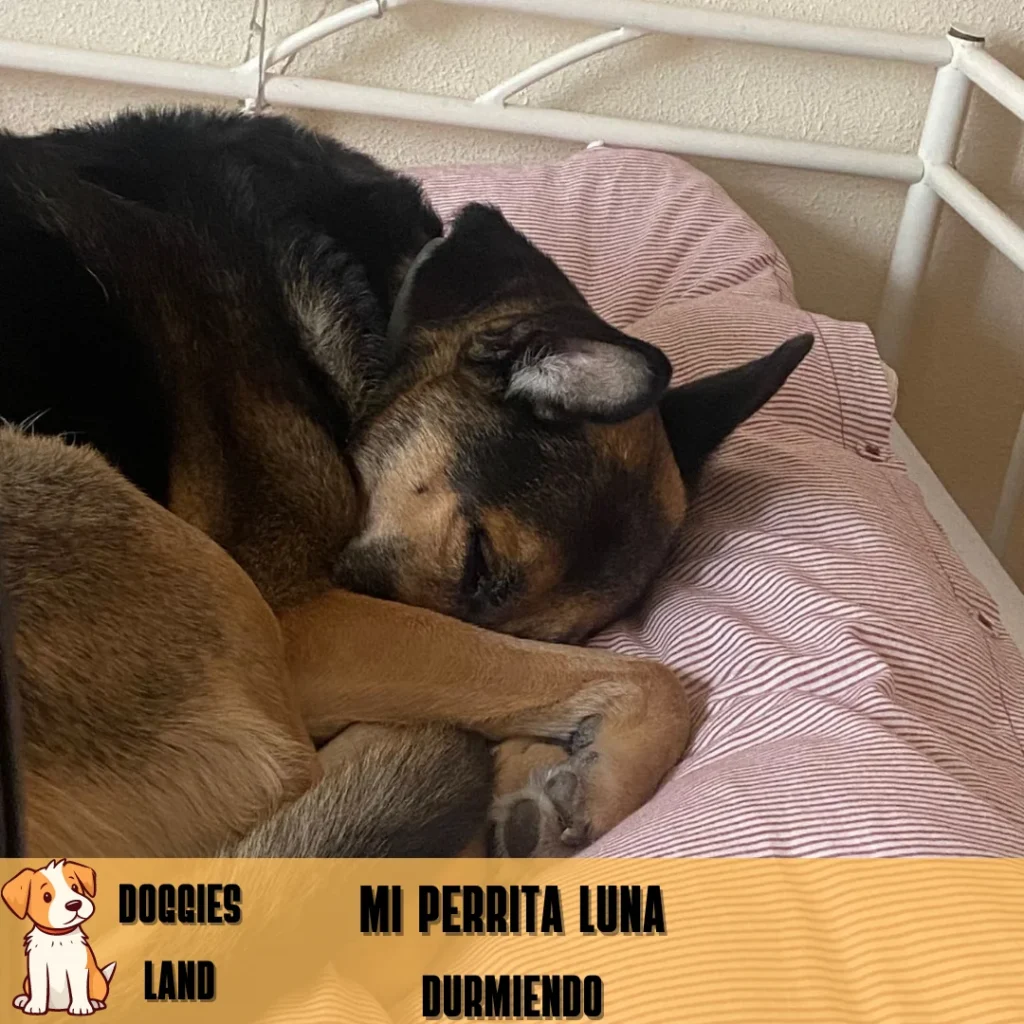 Mejora el descanso de tu perro